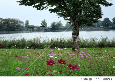 大室公園のコスモス 大室公園のコスモス 44130693