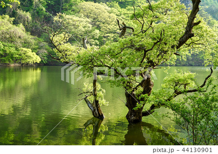 周王山 森 湖 44130901