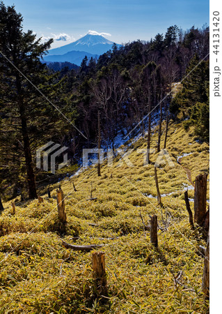 大菩薩連嶺・小金沢山から見る富士山 大菩薩連嶺・小金沢山から見る富士山 44131420