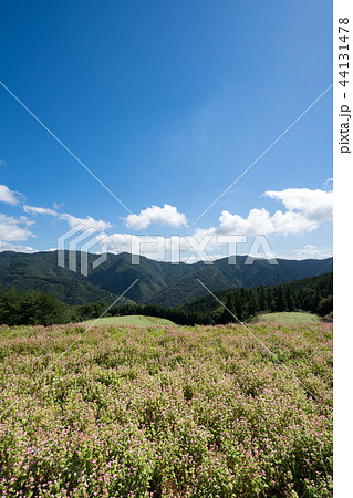 赤蕎麦の花畑　香川県まんのう町島ヶ峰ソバ畑 44131478