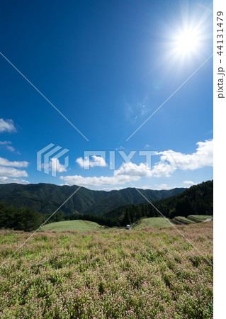 赤蕎麦の花畑　香川県まんのう町島ヶ峰ソバ畑 44131479