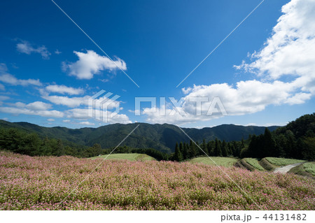 赤蕎麦の花畑　香川県まんのう町島ヶ峰ソバ畑 44131482