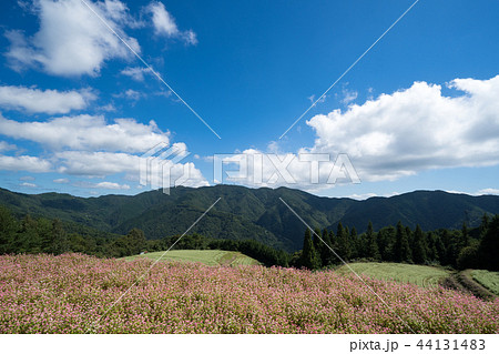 赤蕎麦の花畑 香川県まんのう町島ヶ峰ソバ畑 赤蕎麦の花畑 香川県まんのう町島ヶ峰ソバ畑 44131483
