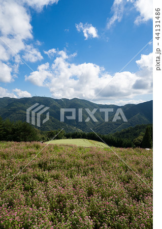 赤蕎麦の花畑 香川県まんのう町島ヶ峰ソバ畑の写真素材