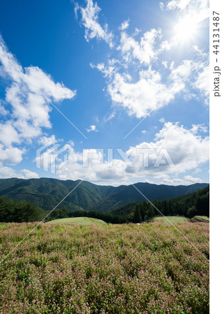 赤蕎麦の花畑　香川県まんのう町島ヶ峰ソバ畑 44131487