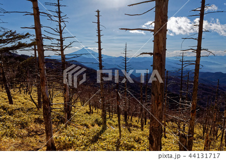 大菩薩連嶺・牛奥ノ雁ヶ腹摺山から見る富士山 大菩薩連嶺・牛奥ノ雁ヶ腹摺山から見る富士山 44131717