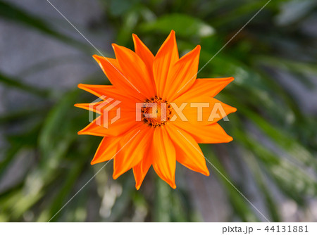 ガザニア 花 植物 44131881