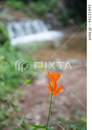 夏の花 空マルナリ 花 44131943