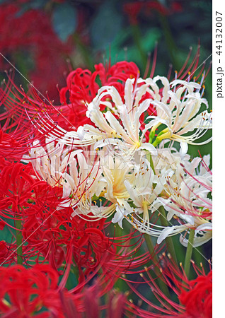 彼岸花 44132007