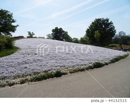 まんのう公園のネモフィラ畑 まんのう公園のネモフィラ畑 44132515