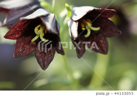 クロユリ クロユリ 44133055