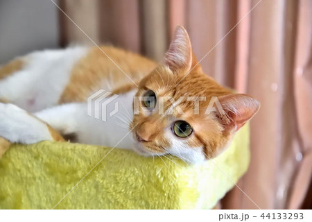 猫 猫 44133293