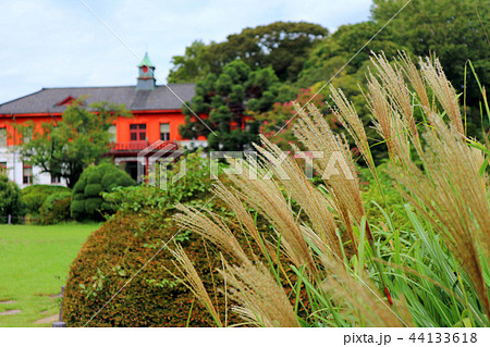 秋の小石川植物園、ススキ（9月）東京都文京区 44133618
