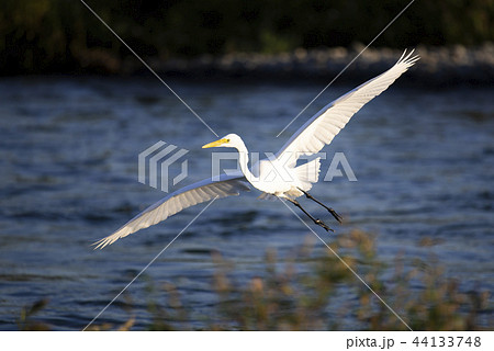 川の上を飛ぶチュウサギ 44133748