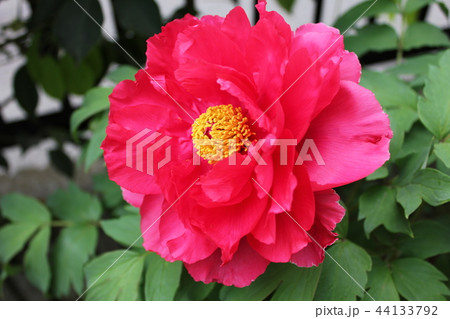 牡丹　　～ ～ ぼたん ～ ～  44133792