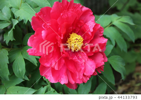 牡丹　　～ ～ ぼたん ～ ～  44133793