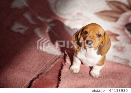Dachshund dog autumn garden Dachshund dog autumn garden 44133989