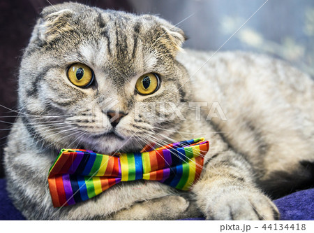fold cat in a tie butterfly rainbow colors 44134418