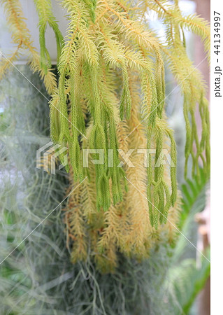 不思議な熱帯植物のリコポディウムとサルオガセモドキ 44134997