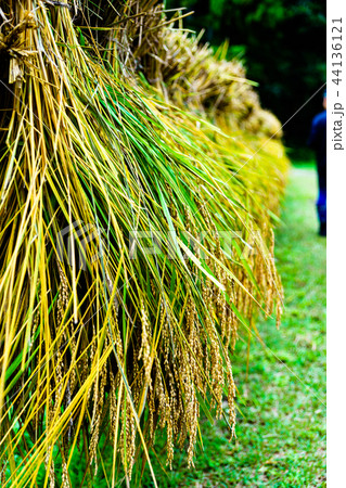 [千葉県] 実りの秋の収穫 44136121