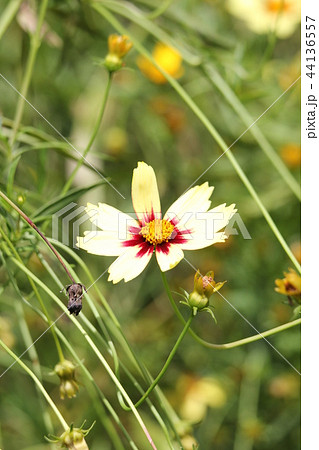 コレオプシス 44136557