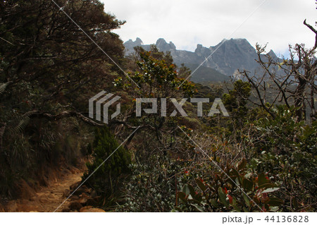 キナバル山・登山 キナバル山・登山 44136828