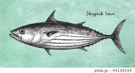 Ink Sketch Of Skipjack Tuna のイラスト素材