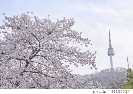 枝 季節 花 44139554