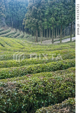 緑茶 茶 緑茶畑 44139721