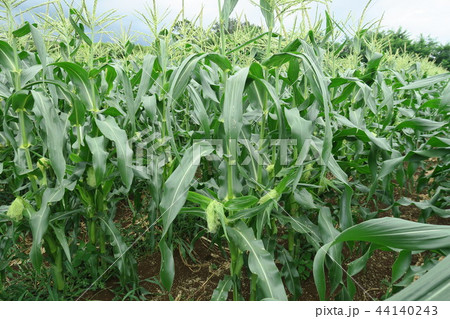 とうもろこし 44140243