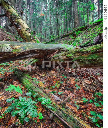 old fallen trees in the forest. 44140642