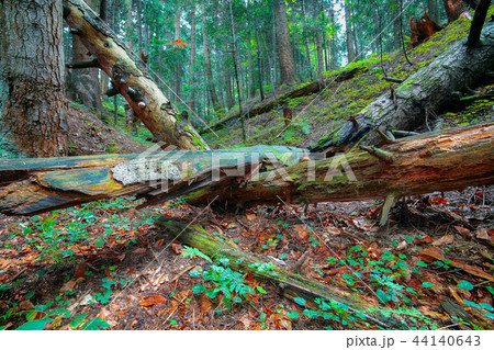 old fallen trees in the forest. old fallen trees in the forest. 44140643