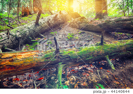 old fallen trees in the forest. old fallen trees in the forest. 44140644