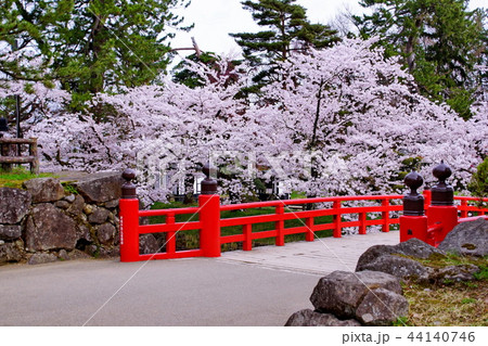 弘前城　桜　内濠 ・ 鷹丘橋 ／ 本丸　2018年 弘前さくら祭 （ 青森県 弘前市 下白銀町 ） 44140746