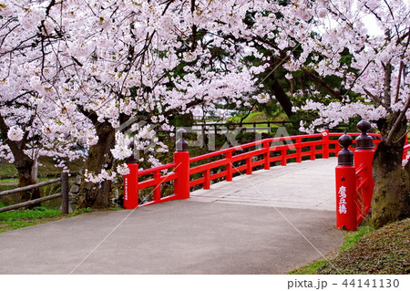 弘前城 桜 内濠 ・ 鷹丘橋 / 本丸 2018年 弘前さくら祭 ( 青森県 弘前市 下白銀町 ) 弘前城 桜 内濠 ・ 鷹丘橋 / 本丸 2018年 弘前さくら祭 ( 青森県 弘前市 下白銀町 ) 44141130