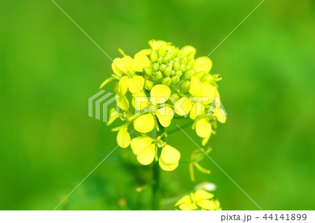 菜の花 44141899