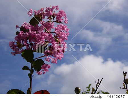 秋空に咲くサルスベリ 44142077