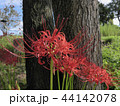 彼岸花木の根元に咲く彼岸花 44142078