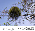 宿り木 44142083