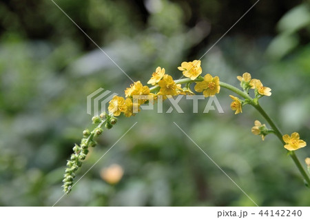 キンミズヒキの花 44142240