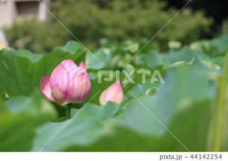 蓮の花 44142254