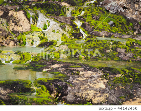 チャツボミゴケ公園 チャツボミゴケ公園 44142450