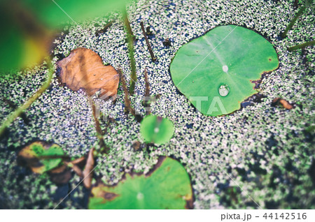 蓮の葉 葉 韓国 44142516