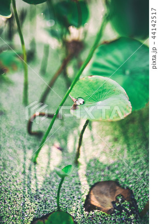 蓮の葉 葉 韓国 44142517