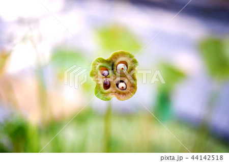 ハスの実 蓮の葉 葉 44142518