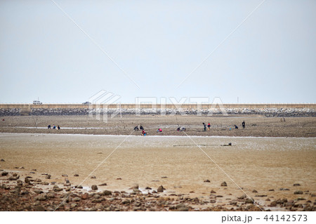 干潟 干潟体験 コッチビーチ 44142573