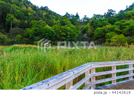湯ノ平湿原　朝風景　【栃木県日光市湯元】 44142619