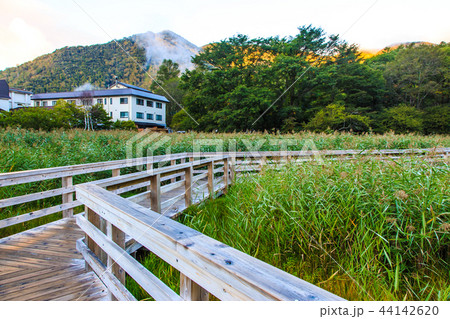 湯ノ平湿原　朝風景　【栃木県日光市湯元】 44142620