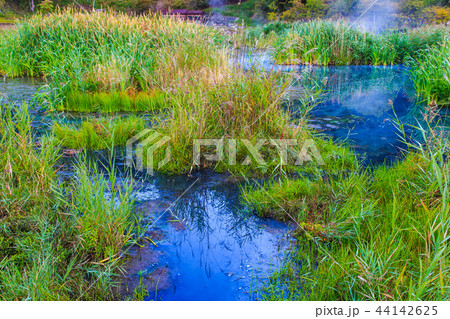湯ノ平湿原　朝風景　【栃木県日光市湯元】 44142625