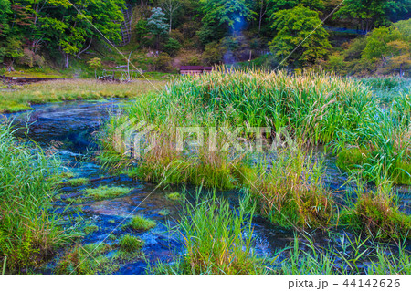湯ノ平湿原　朝風景　【栃木県日光市湯元】 44142626